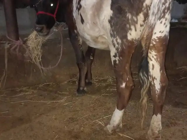 Гуночини гибрид, Хуҷанд