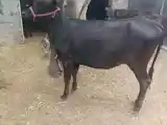 Гуночин, Турсунзаде