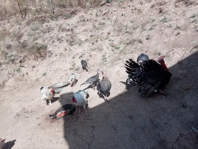 Мургхо, Душанбе