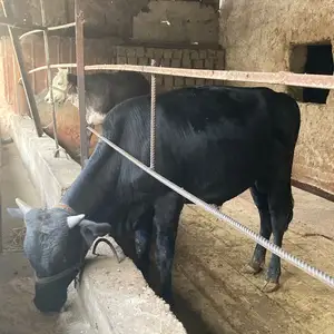 Бука, Гиссар