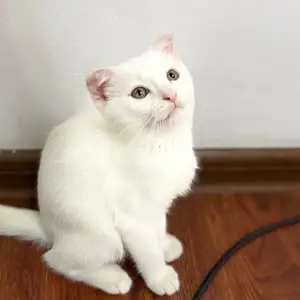 Котёнок, Душанбе