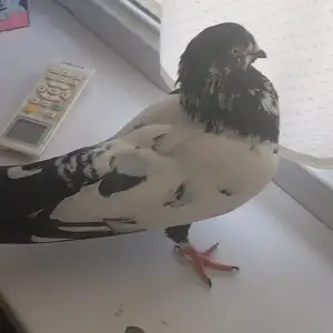 Птица, Душанбе