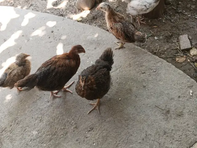 Чучаи ломан браун, Рудаки