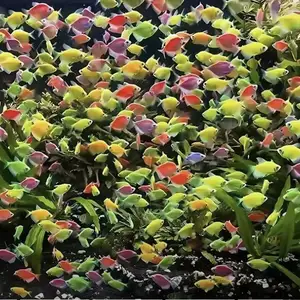 Рыбка Тернеция GloFish, Хуҷанд