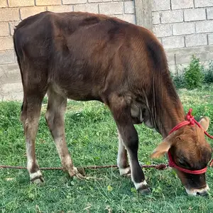 Ғуночин швед, Бохтар (Курган-Тюбе)