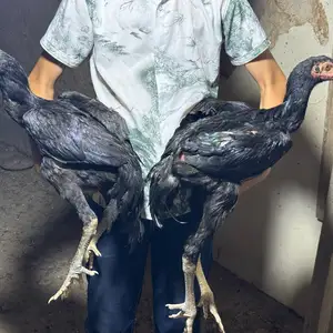 Хуруси дакан, Фархор