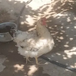 Мурғи гушти, Душанбе