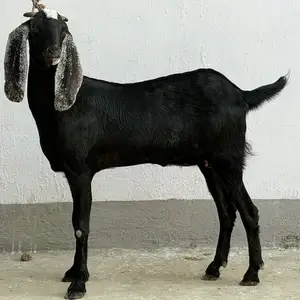 Такка, Рудаки