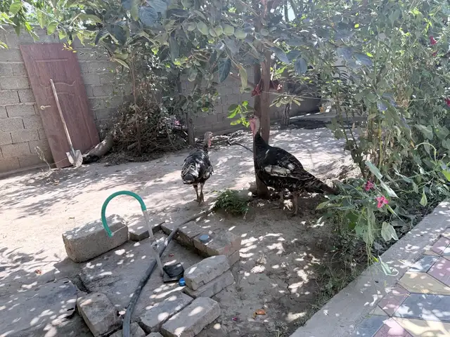 Индюк, Душанбе