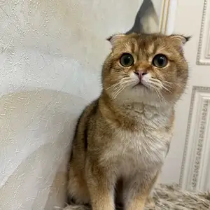 Кот на вязку, Душанбе