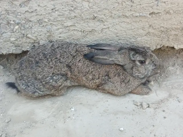 Харгуш, Худжанд