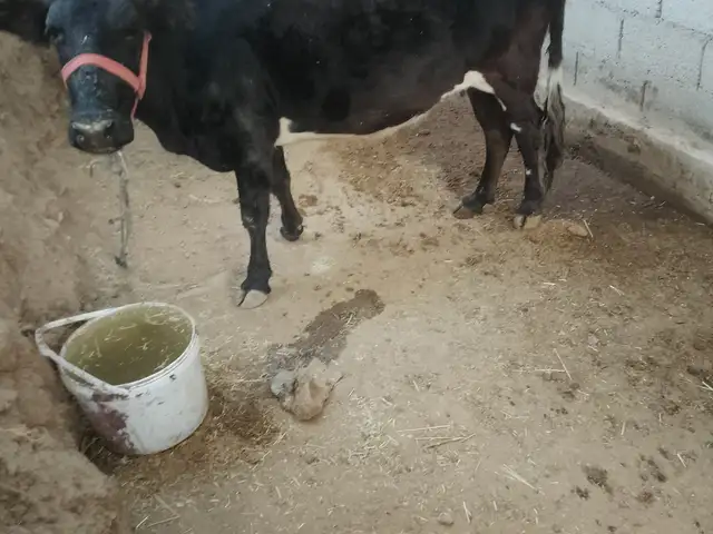 Гови дучон, Турсунзода
