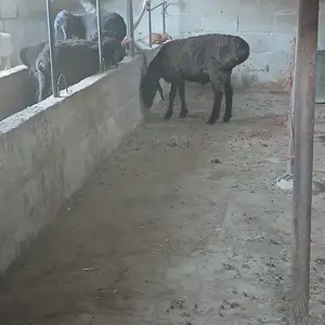 Кучкор, Шахринав