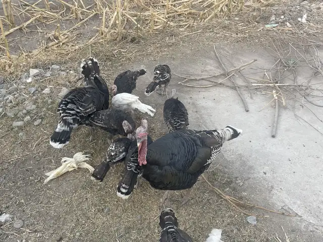 Индюки нар, Фархор