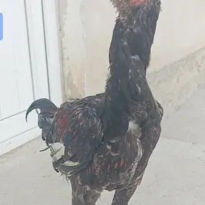 Дакан чуча 5 моха, Хуҷанд