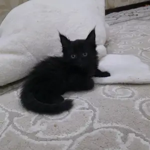 Котята мейн кун, Душанбе