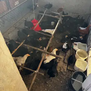 Чучахои сиёх, Худжанд