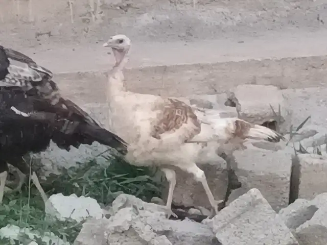 Индюк, Турсунзаде