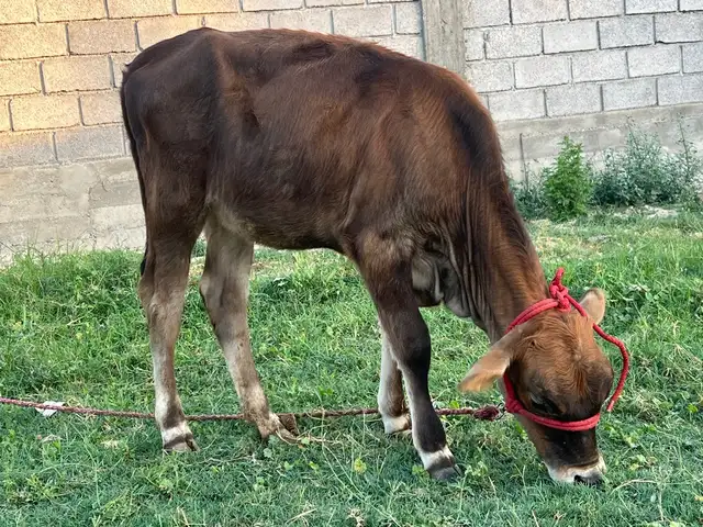 Ғуночин швед, Бохтар (Курган-Тюбе)