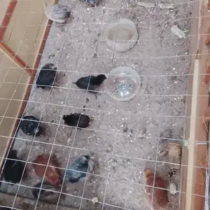 Чуча 1, Душанбе