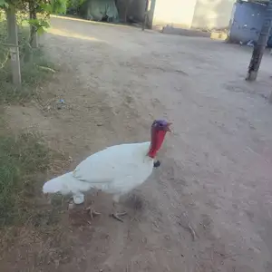 Индюк, Дӯстӣ (Ҷиликул)