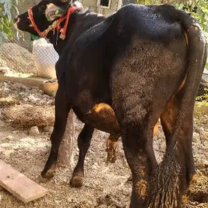 Бука, Вахдат