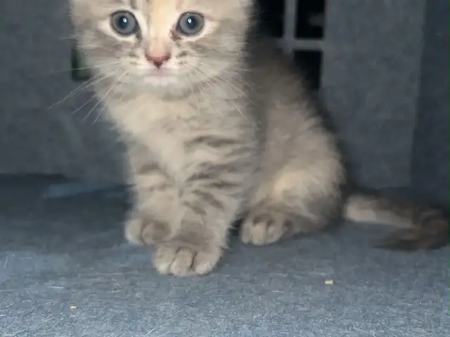 Шотландский вислоухий котенок, Душанбе - 9