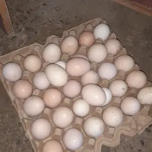 Тухми дакан, Фархор