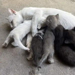 Кошки, Душанбе