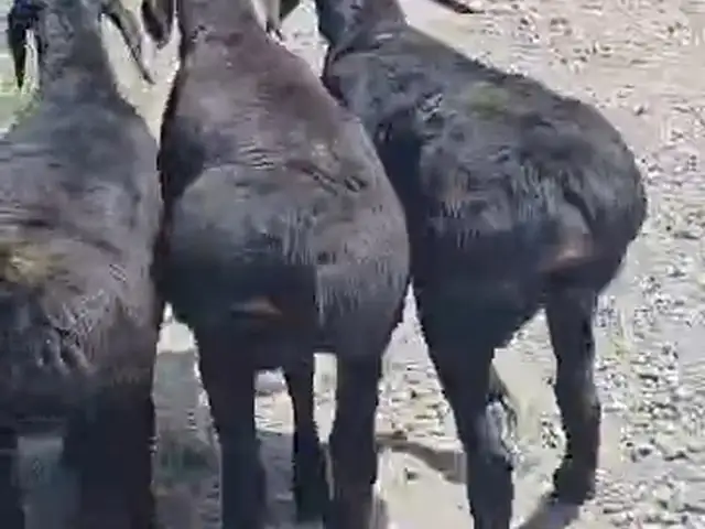 Кучкорбаррахо, Ҳисор