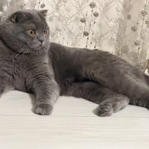 Кот на вязку, Худжанд