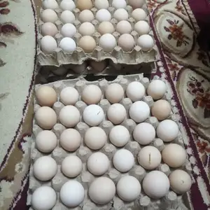 Тухми Рябушка, Душанбе