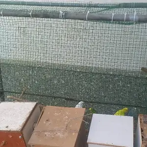 Кафас барои попугай, Худжанд