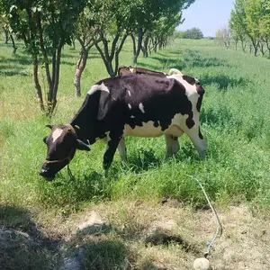 Гов, Канибадам
