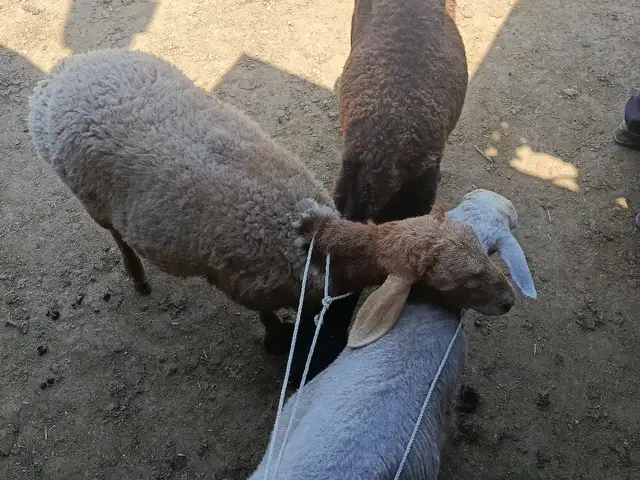 кучкор солук, Худжанд