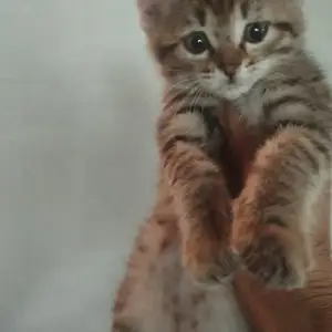 Котенок даром, Душанбе