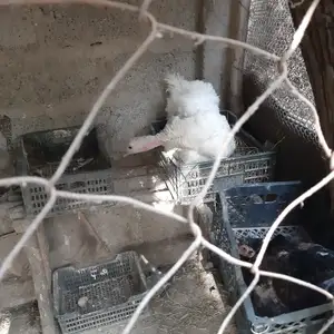 Индюки курук, Душанбе