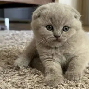 Шотландская висилаухая девочка, Хуҷанд