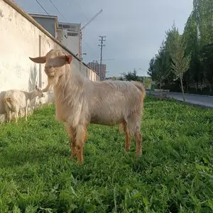 Таккаи руси, Куляб