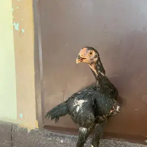 Дакан О Шамо, Рӯдакӣ