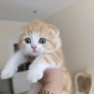Шотландский вислоухий котёнок, Душанбе