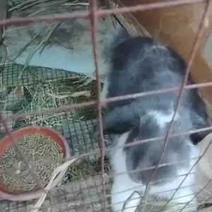 Кролик французский баран, Худжанд