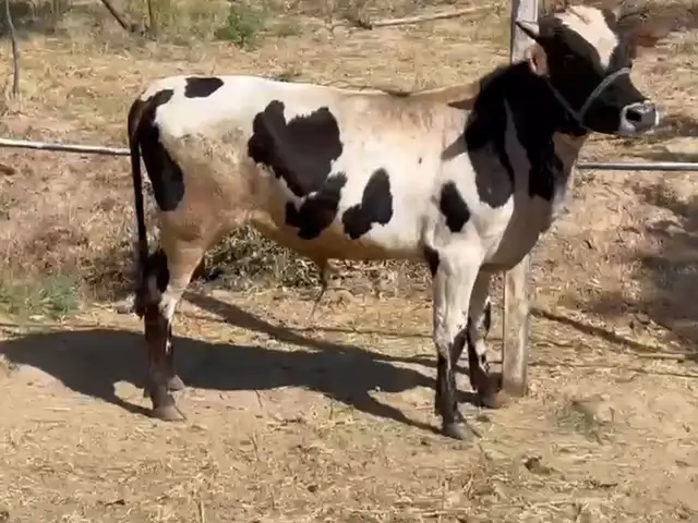 Бука, Душанбе