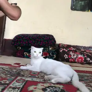Шотландская кошка, Душанбе