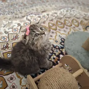 Шотландская вислоухая кошечка, Худжанд