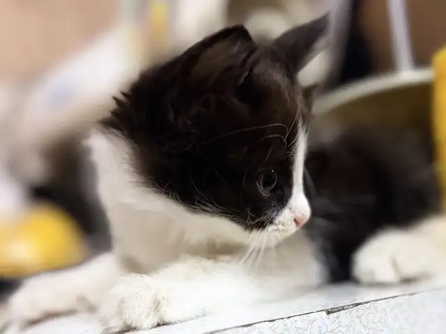 Шотландские вислоухие котята, Душанбе - 5