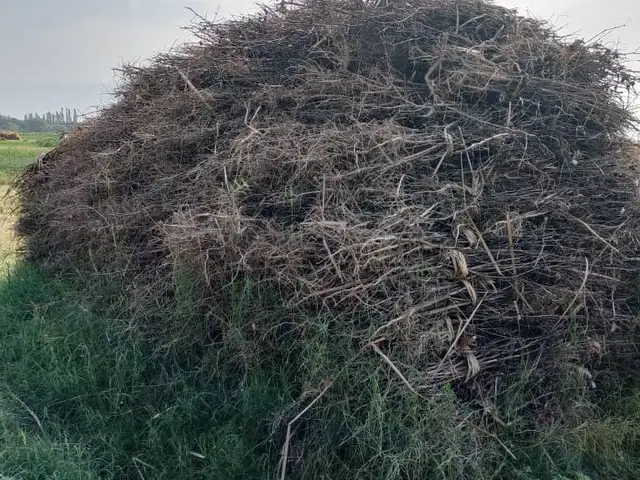 Хезуми паяи кок, Абдурахмони Джоми