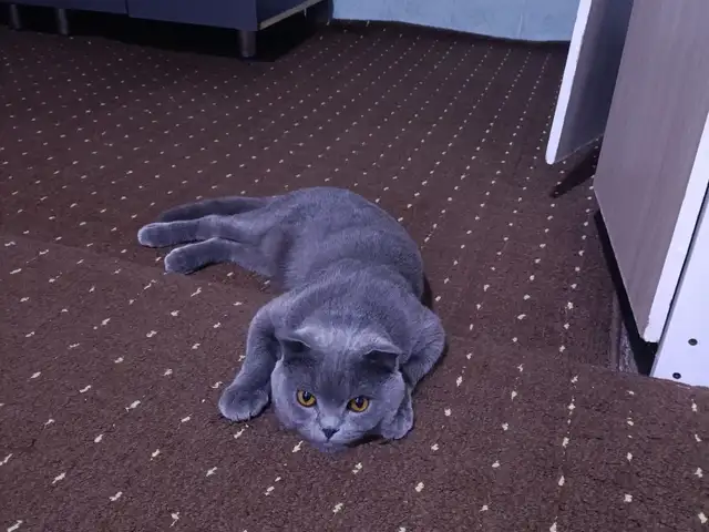 Кот на вязку, Худжанд