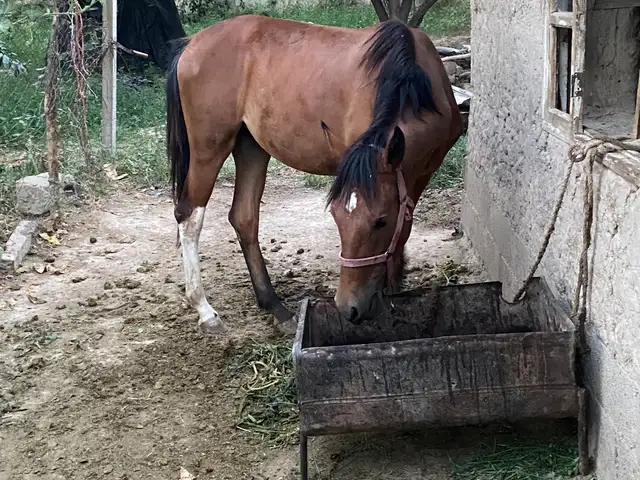 Лошадь, Турсунзаде
