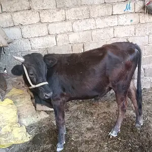 Бык, Душанбе